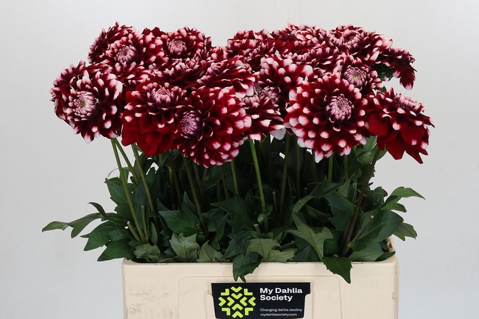 Dahlia DE 'Checkers'