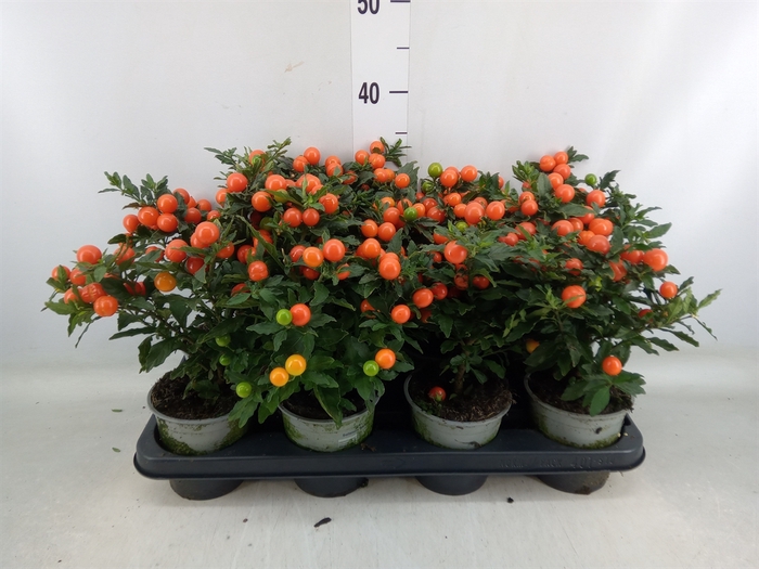 <h4>Solanum pseudocapsicum 'Bartoli'</h4>