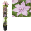 Clematis 'Hagley Hybrid' 3.0 label C5