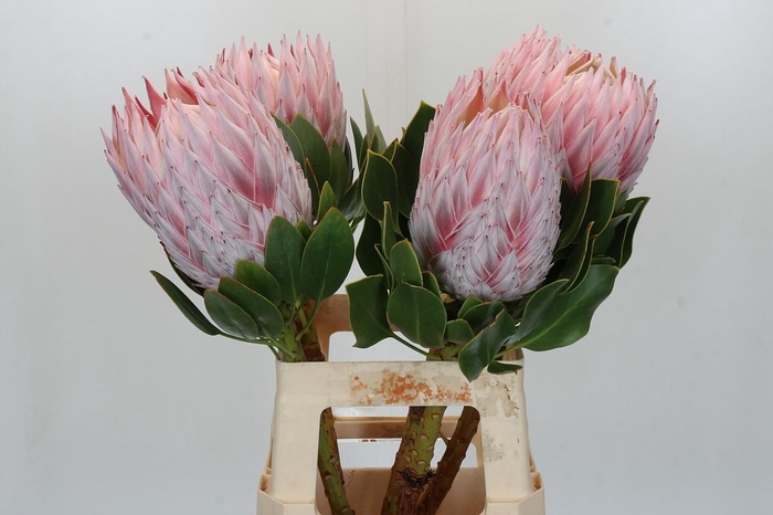 <h4>Protea Cynaroides Grande</h4>