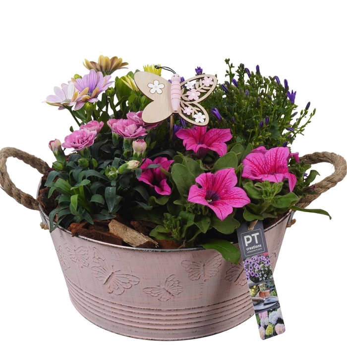 <h4>PTPP6803 Arrangement Patio in metalen bak</h4>