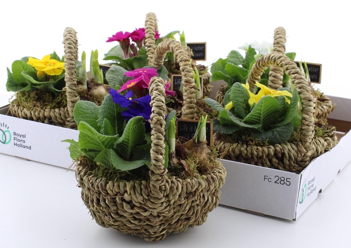 <h4>ARR PL IN SCHAAL</h4>