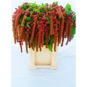 Amar Ca Coral Founta