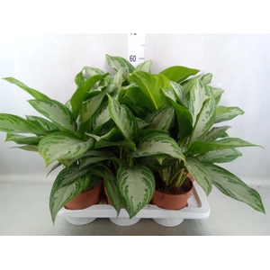 Aglaonema  'Silver Bay'