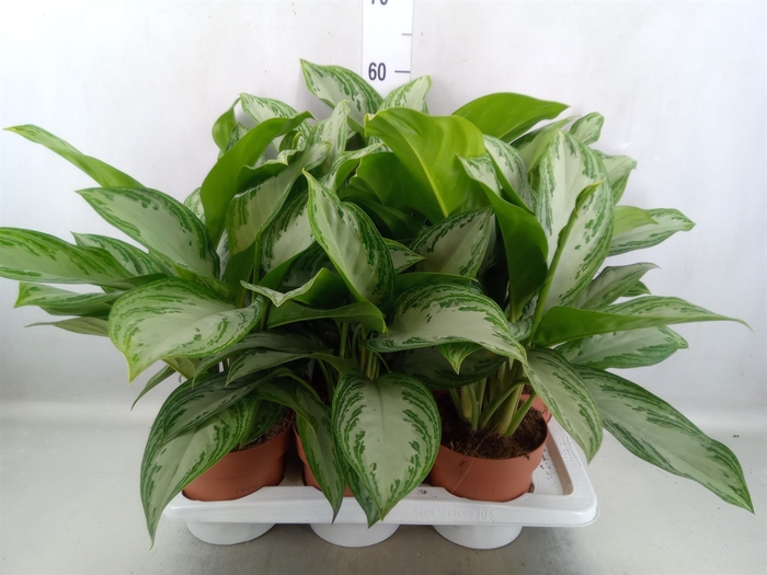 <h4>Aglaonema  'Silver Bay'</h4>