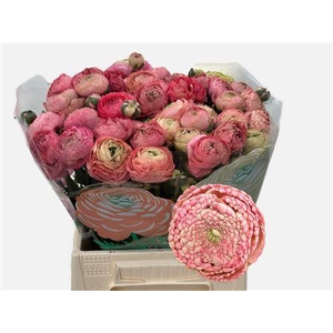 RAN AAZUR ANTIQ ROSE