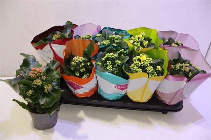 <h4>arr8 Kalanchoe Double Deluxe Mix</h4>