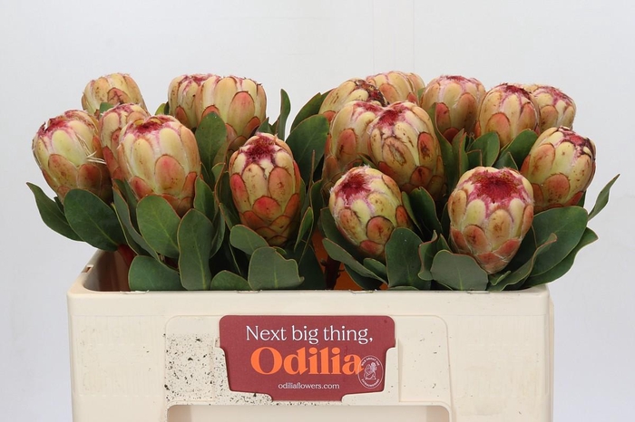 <h4>Protea Grandicolor</h4>