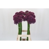 Allium Firmament
