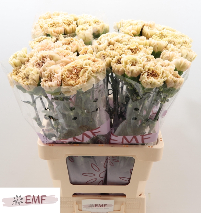 <h4>DI ST LEGE MARRONE</h4>