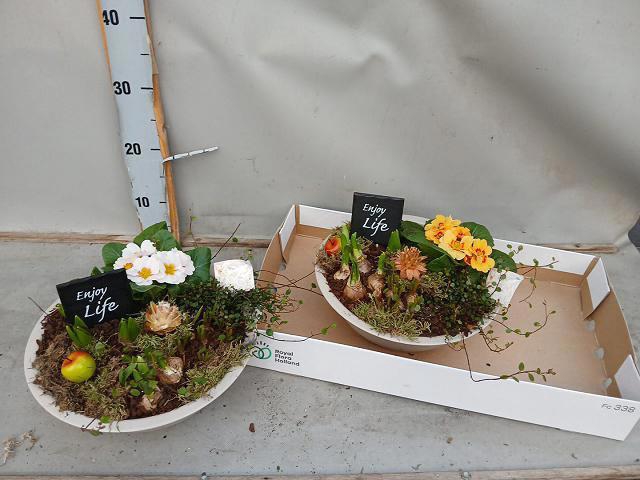 <h4>ARR BOL KNOLGEWAS</h4>