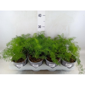 Foeniculum vulgare   ...