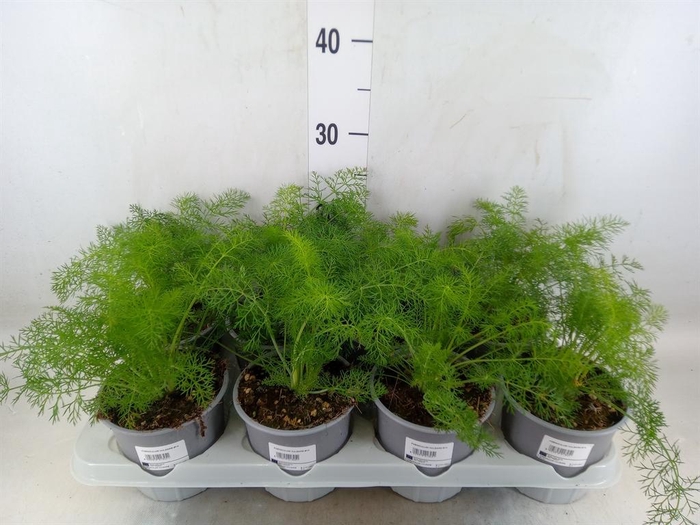 Foeniculum vulgare   ...