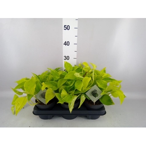 Epipremnum   ...