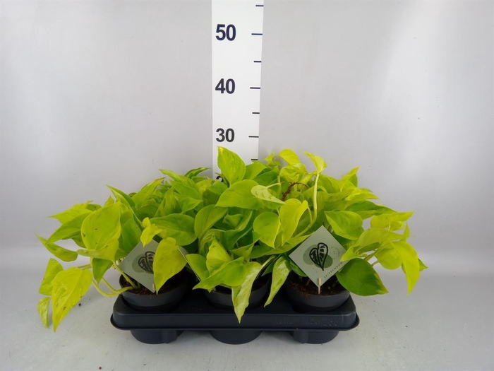 <h4>Epipremnum ...</h4>