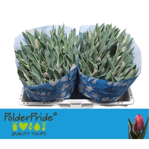 TU EN PRETTY PRINCES