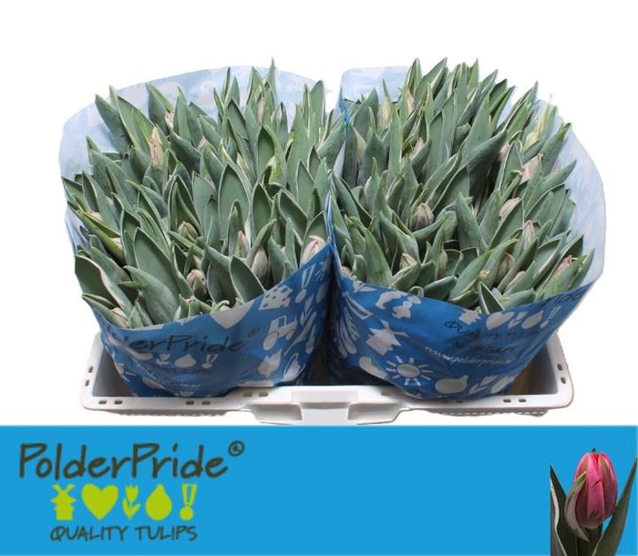 <h4>TU EN PRETTY PRINCES</h4>