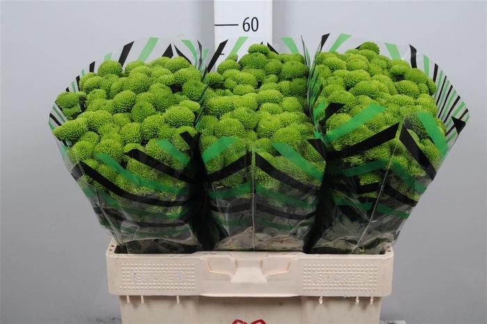 <h4>Chr S Aaa Peptalk</h4>