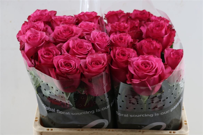 <h4>R Gr Lola Box</h4>