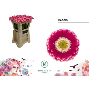 Germini Cassis Water