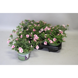 Calibrachoa Double Pink Dark Eye