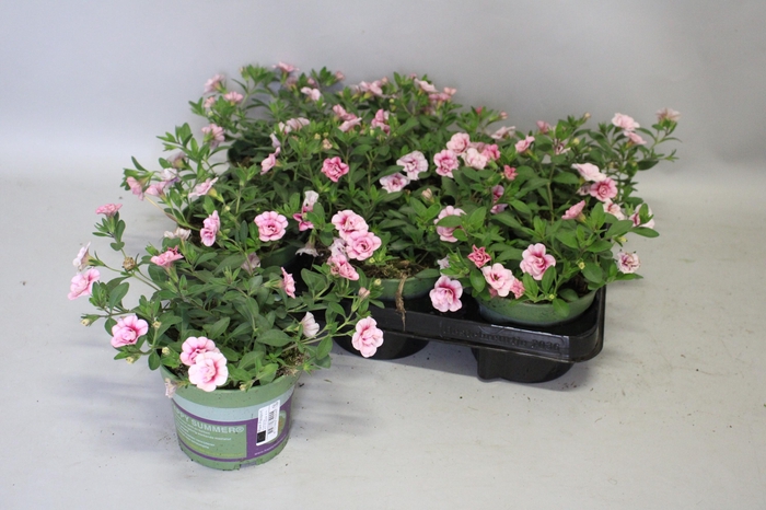 <h4>Calibrachoa Double Pink Dark Eye</h4>