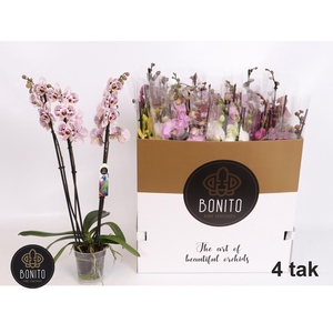 PHAL GEM 8 KL
