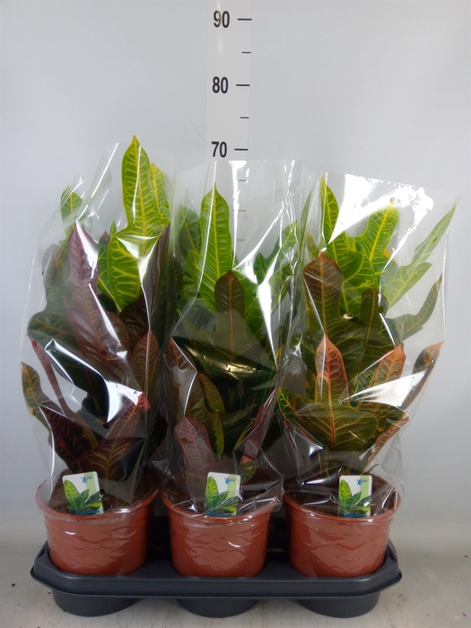 <h4>Codiaeum var. GR 'Excellent'</h4>