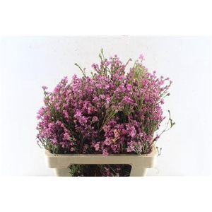 Kaaps Erica Pink Extra