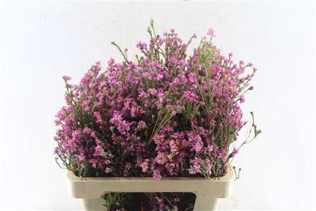 <h4>Kaaps Erica Pink Extra</h4>