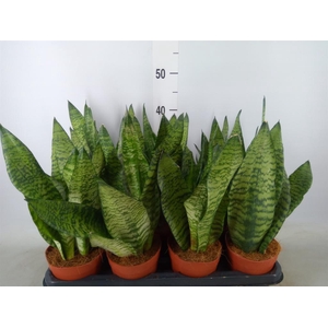 Sansevieria zeylanica