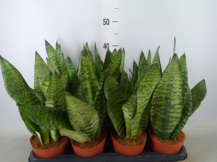 <h4>Sansevieria zeylanica</h4>