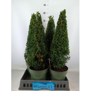 Buxus semp.   ...
