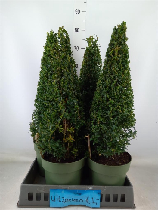 <h4>Buxus semp.   ...</h4>