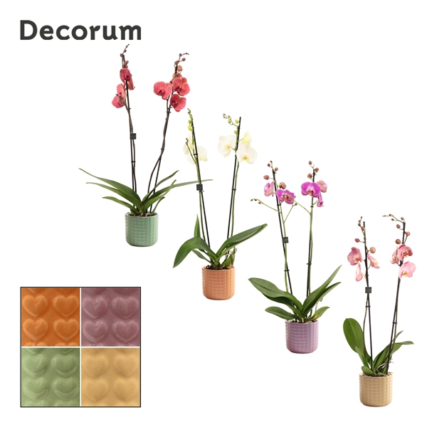 <h4>Phalaenopsis 2 tak 16+ mix in Kaya (Craft world-collection)</h4>