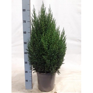 JUNI CH STRICTA