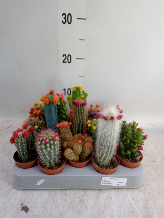 <h4>Cactus   ...decorated</h4>