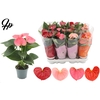 Anthurium 9 cm - 4 color mix in Couture sleeve
