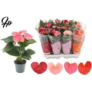 Anthurium 9 cm - 4 color mix in Couture sleeve