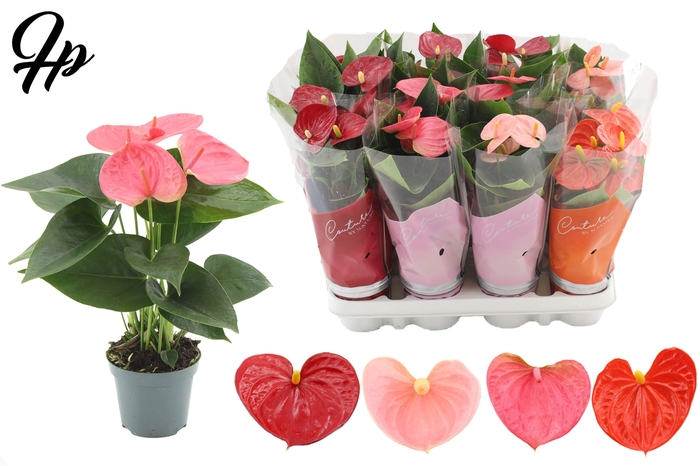 <h4>Anthurium 9 cm 4 color mix in Couture sleeve</h4>