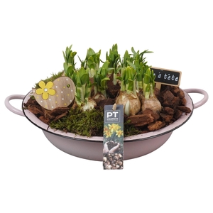 Arr.  Narcissus Tete Tete L%