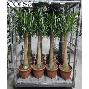 BEAUCARNEA RECUR