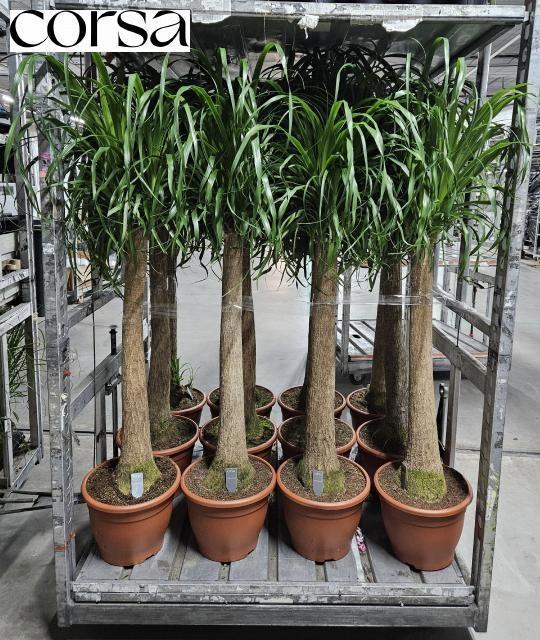 <h4>BEAUCARNEA RECUR</h4>