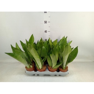 Sansevieria trifa. 'Moonshine'