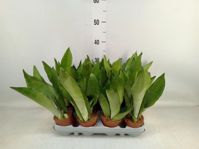 <h4>Sansevieria trifa. 'Moonshine'</h4>