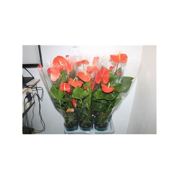 <h4>Anthu An Nebraska 6 Bloemen +</h4>