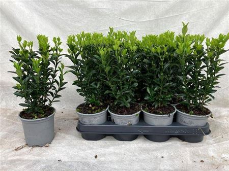 Euonymus Ja Gr Spire