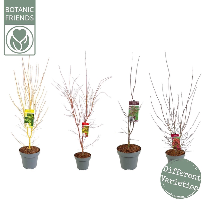 <h4>Acer palmatum</h4>