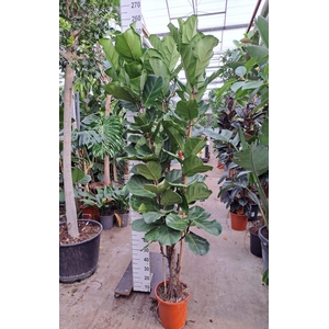 Ficus Lyrata vertakt 240