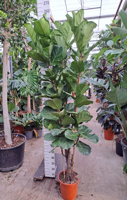 <h4>Ficus Lyrata vertakt 240</h4>